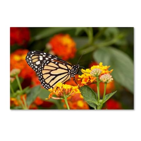 Robert Harding Picture Library 'Butterfly 2' Canvas Art,22x32